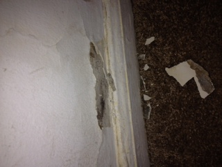 Mold on peeling drywall