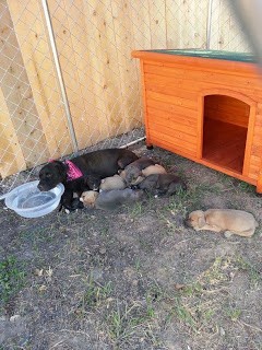 Tamara's Nena plus 8 at the foster's house, outside in the hot summer laying in the dirt.