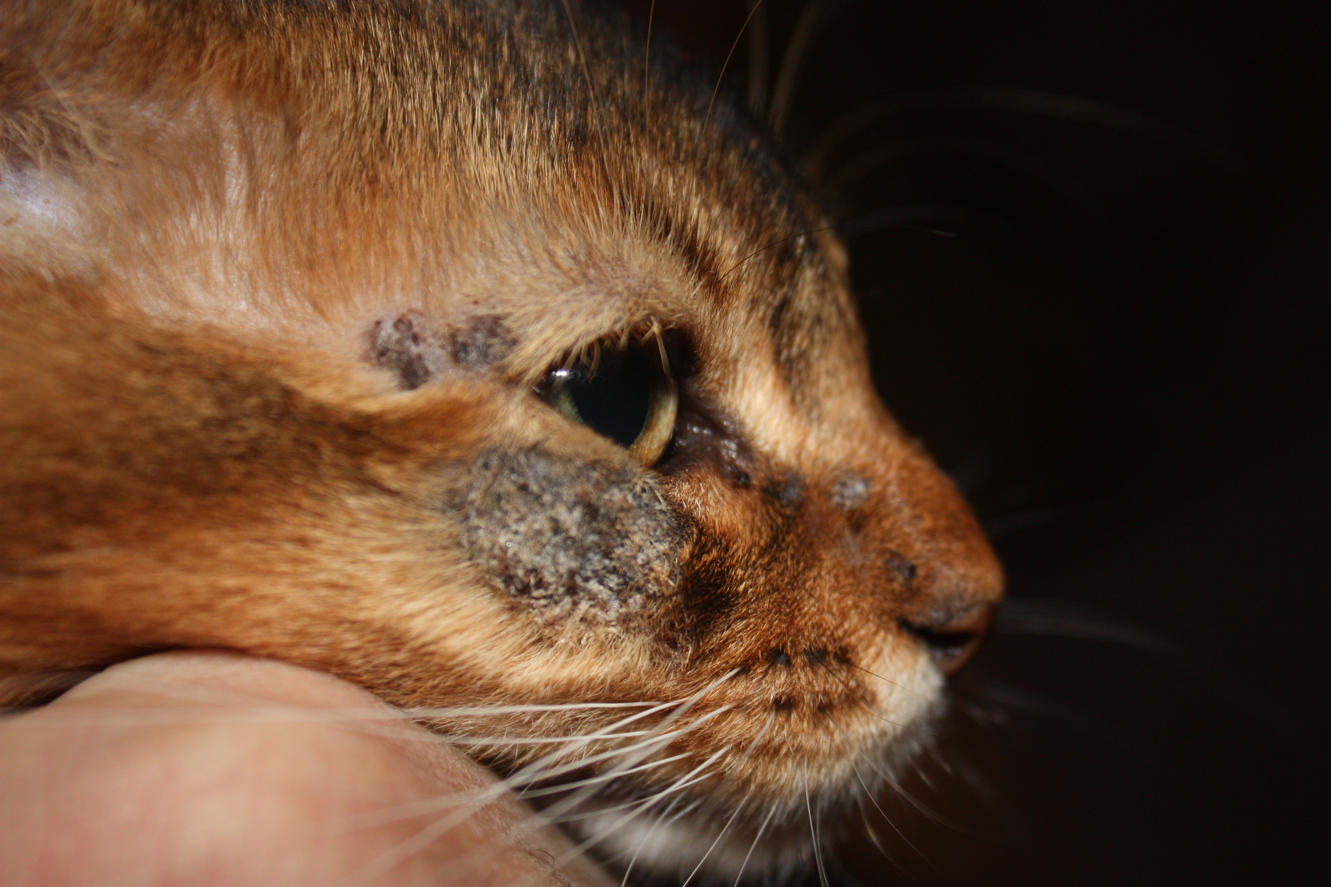 kitten with ringworm from Karen Vance