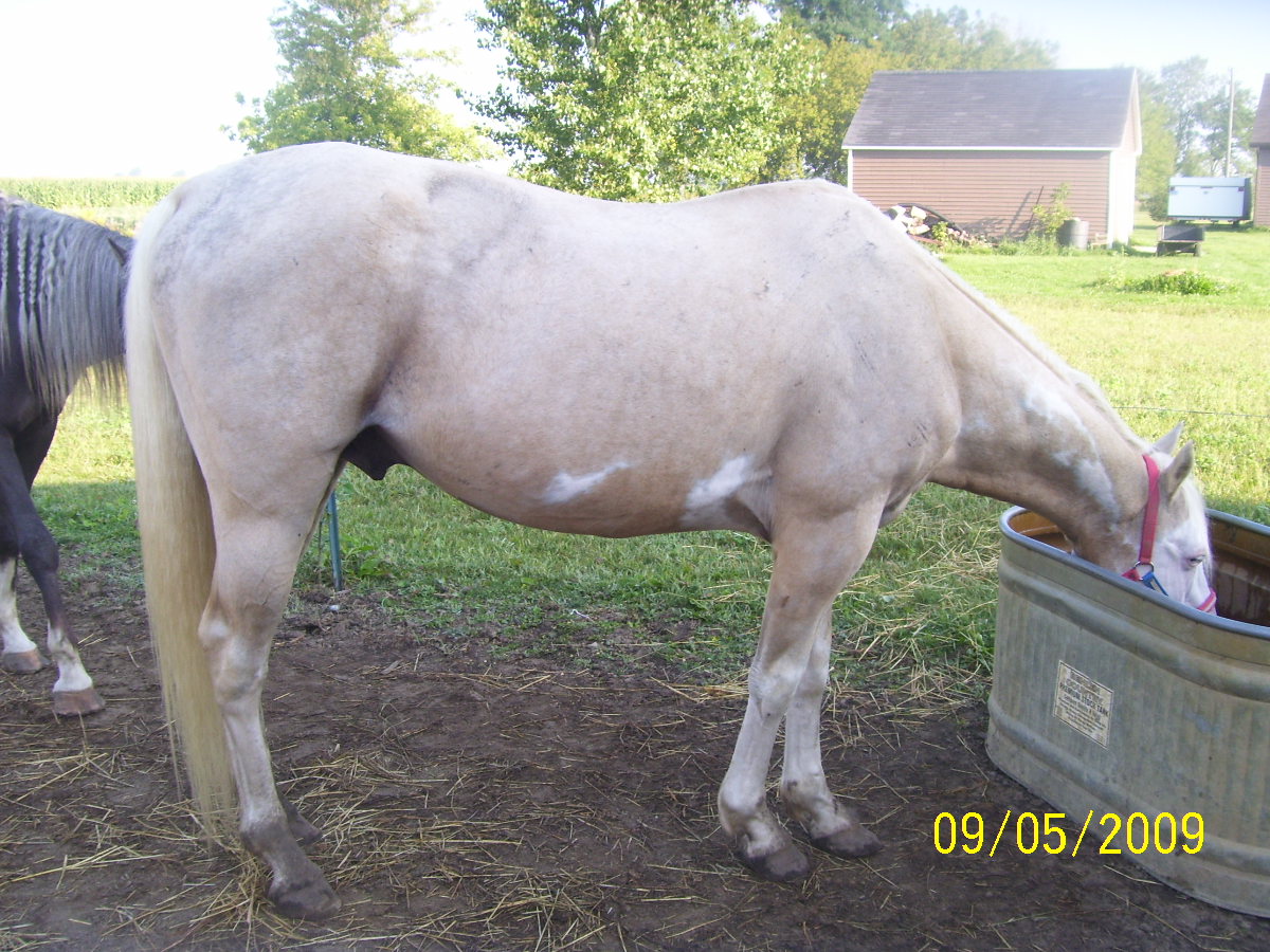 Stallion(sire) before he went n he lost about 250# an gained it back after sold to new owners.
