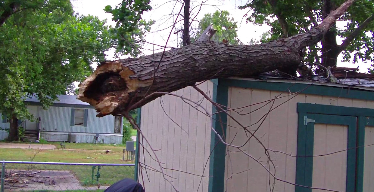 tree on one building 