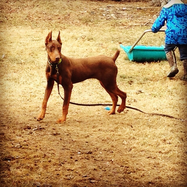 Snoop at 8 months old! Healthy as ever ❤️