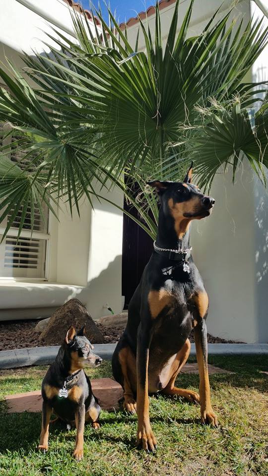 Swank Doberman Bishop