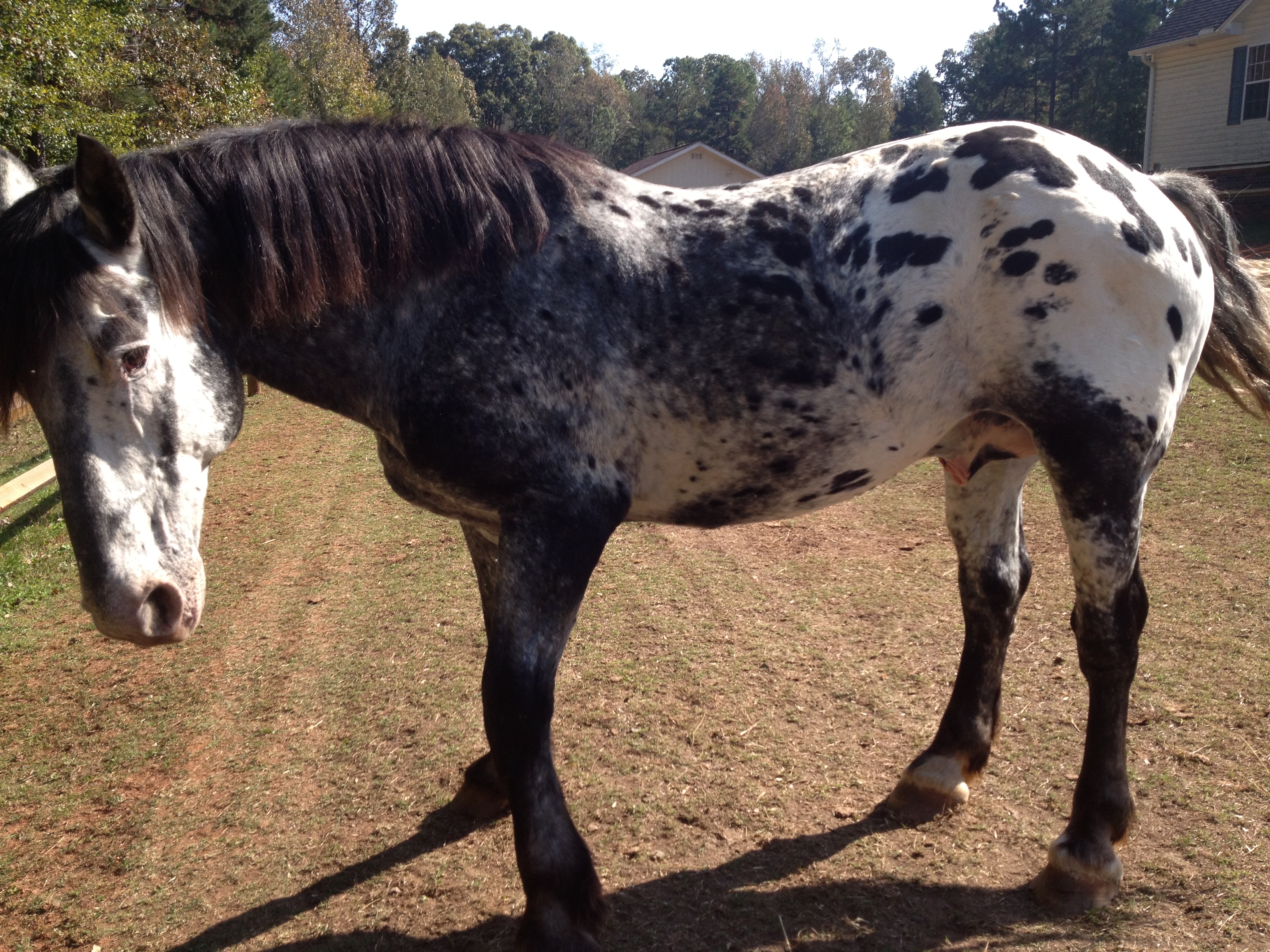 Draft Stallion on arrival from Iron Ridge Sporthorses