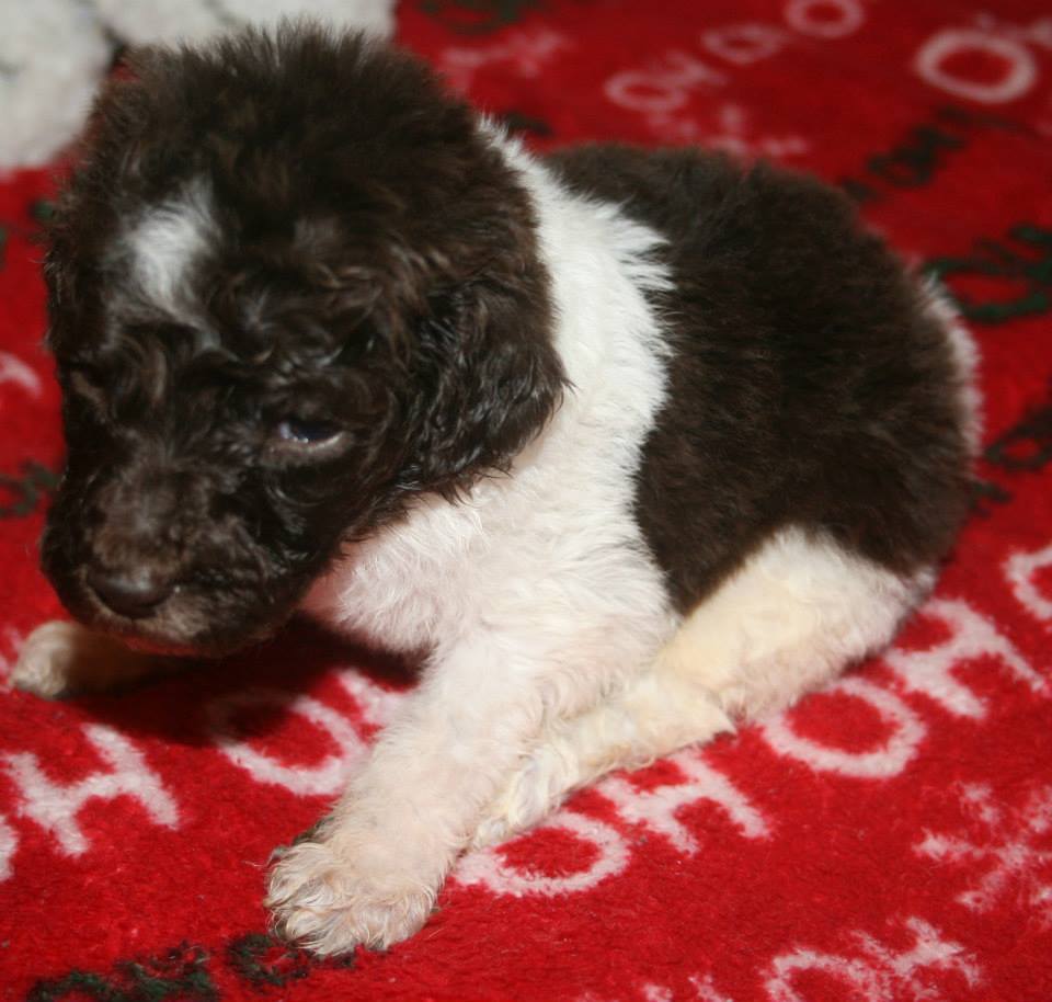 Puppy that I believe actually died. I believe Lori Suhr gave my puppy to the person whose dog died.