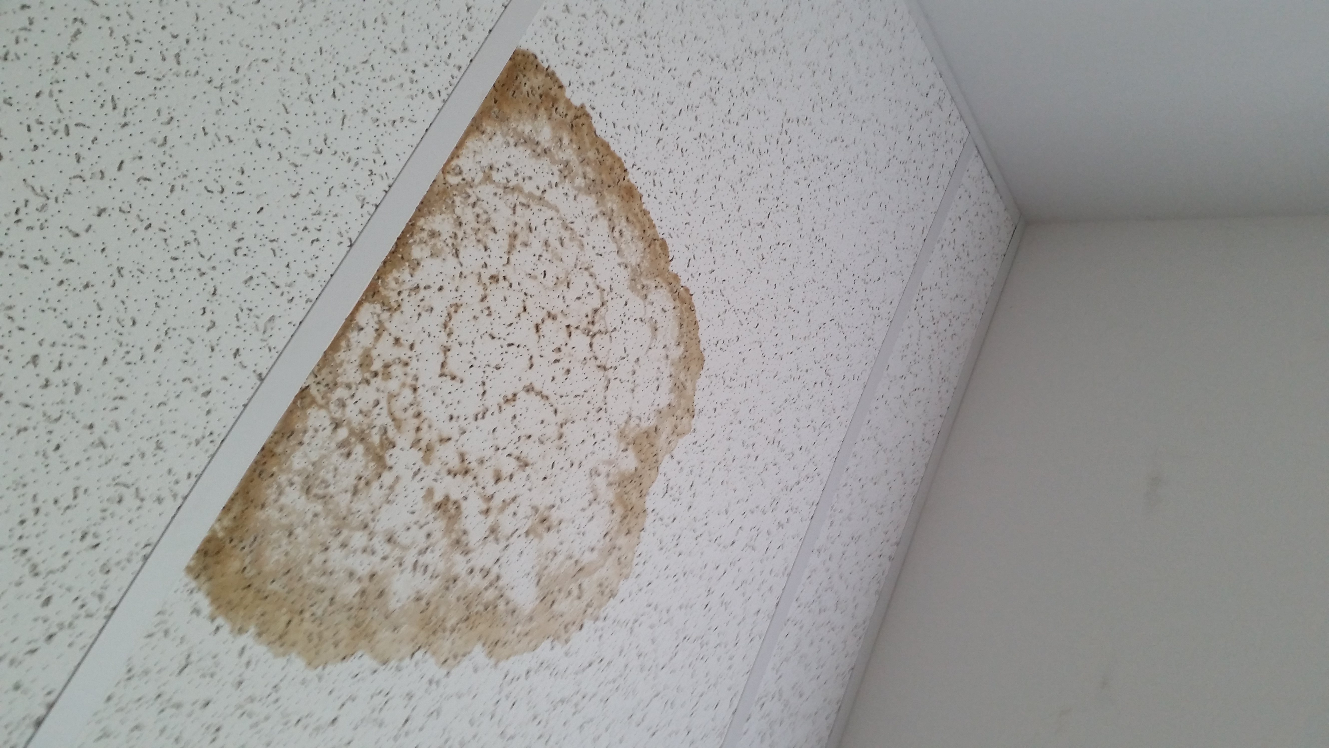 Another water spot ruining our ceiling.   We have multiple leaks not fixed in out roof.