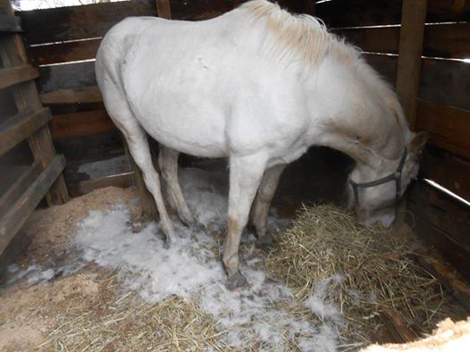 see shedding of winter hair???? do you see an emaciated horse here??