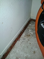 dry mold under carpet