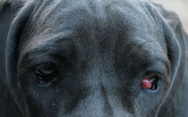 A cherry eye in a blue great dane. NOTE: THIS IS AN IMAGE FROM GOOGLE

