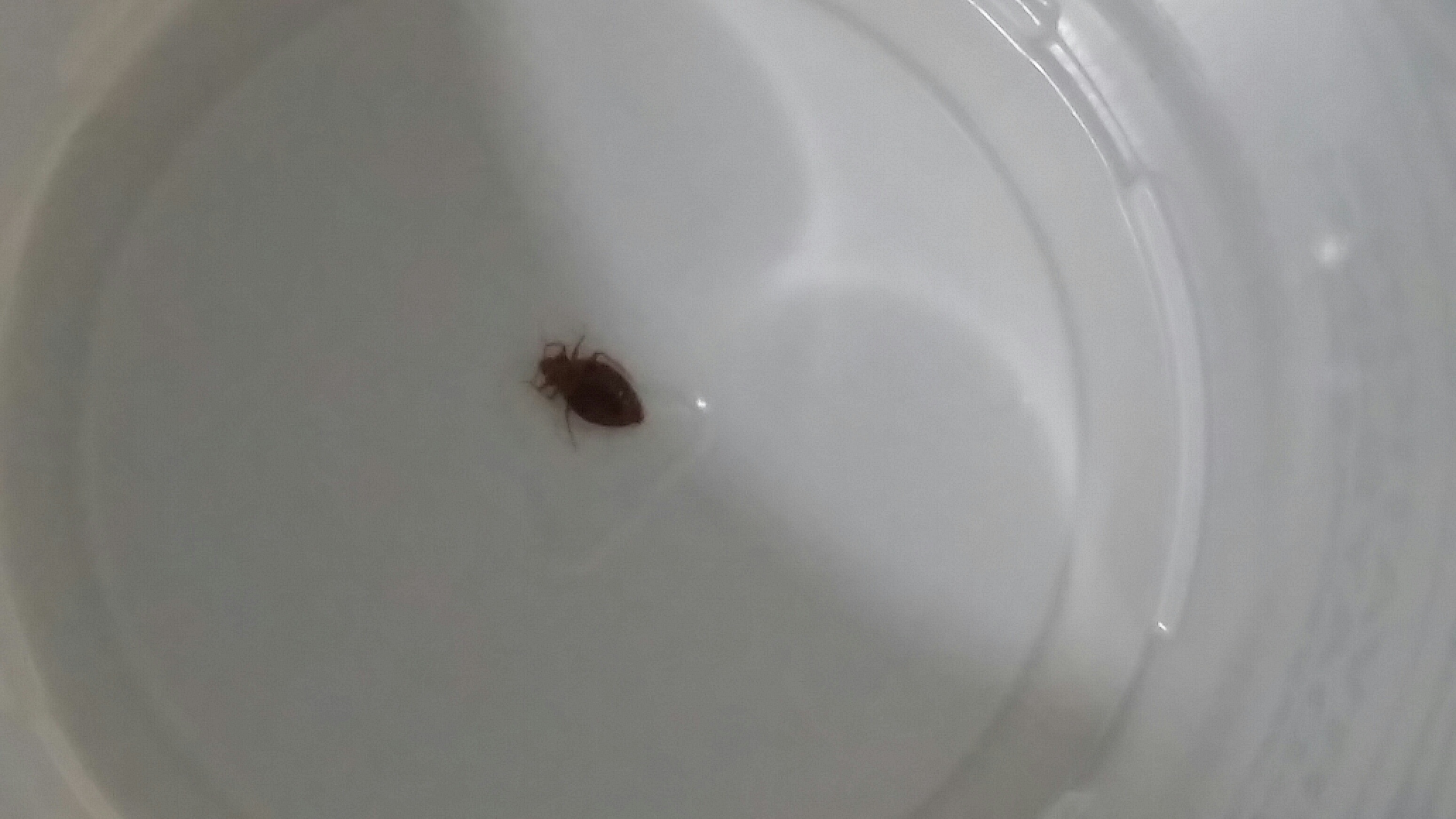 Bed bug found!