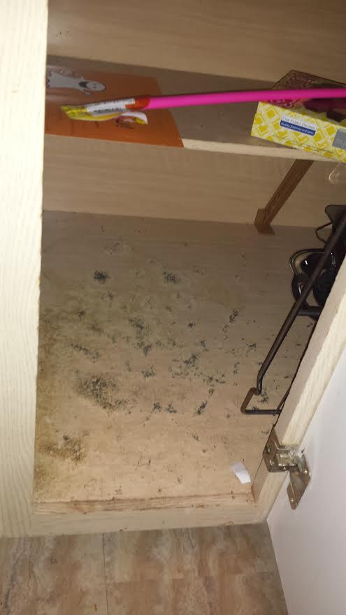 Visible signs of mold after so called remediation