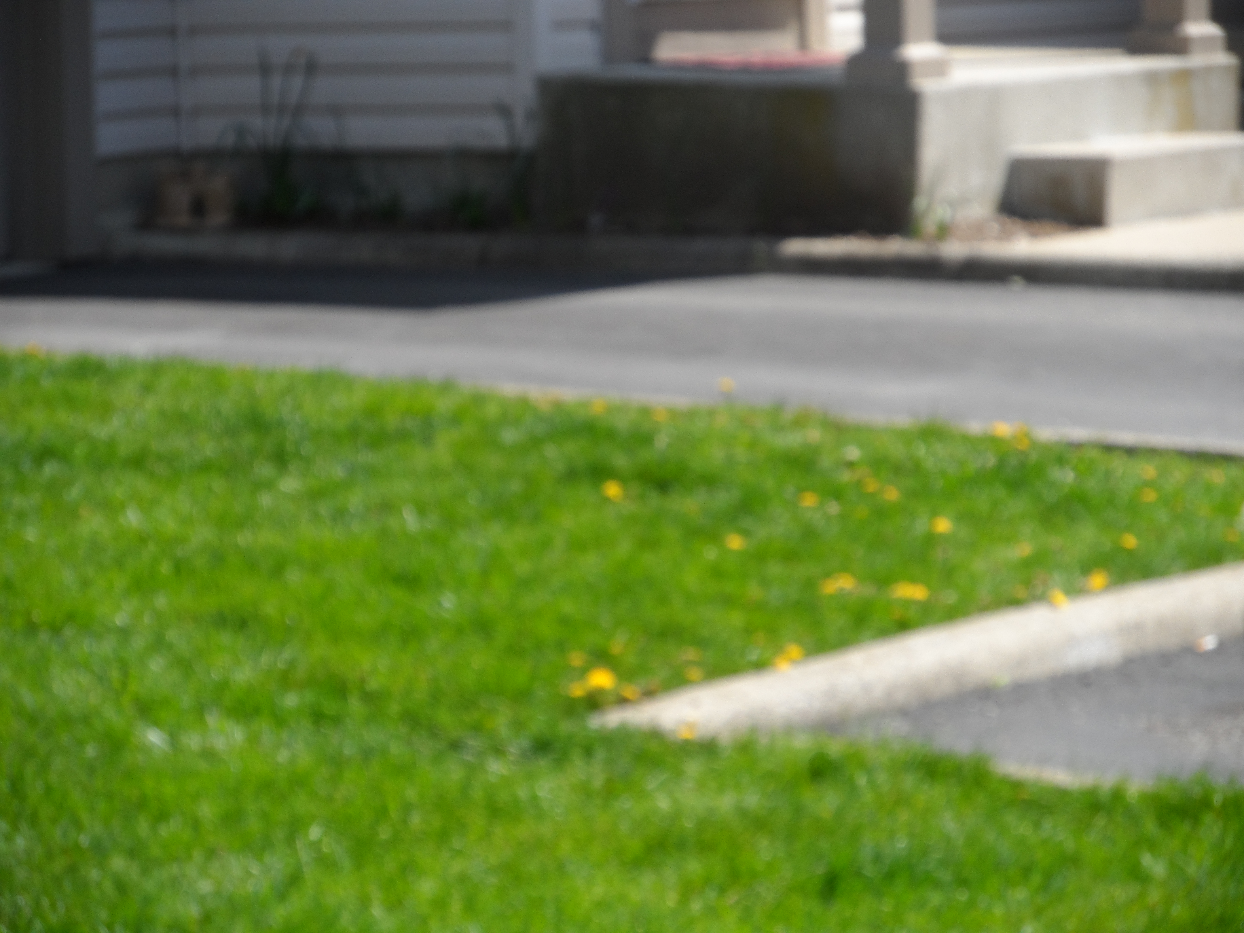 DANDELIONS SPRAYED TWICE ALREADY.. OOOPPS OR DID THEY FORGET THE SMALL AREAS...