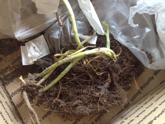 Photograph of what the TN nursery shipment looked like when it arrived - unlabeled and just plants with no packing material.