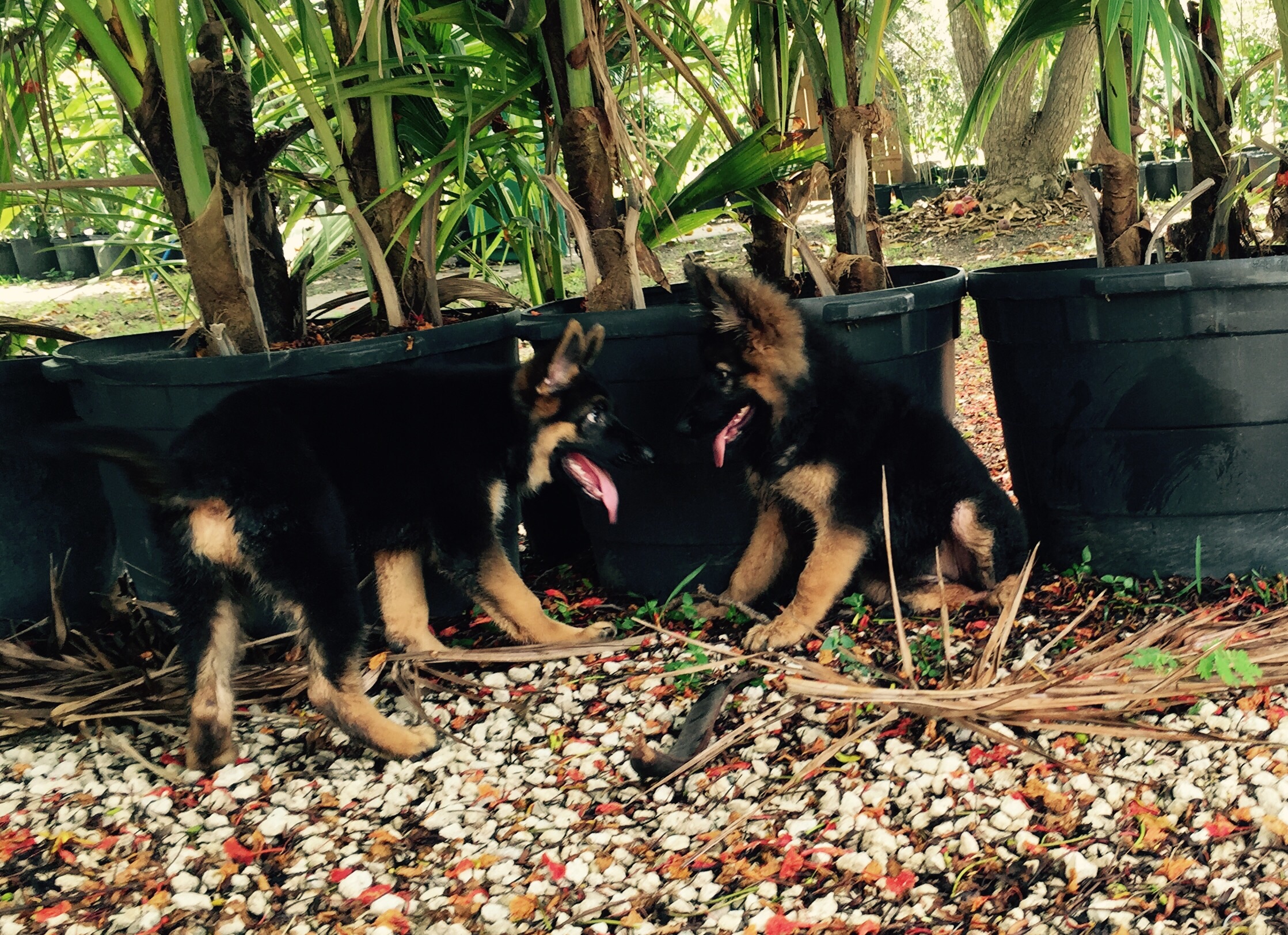 Miami Dade "County" k9  is NOT Miami Dade k9 and have never produced a single puppy even close to these top quality shepherds from Miami Dade k9