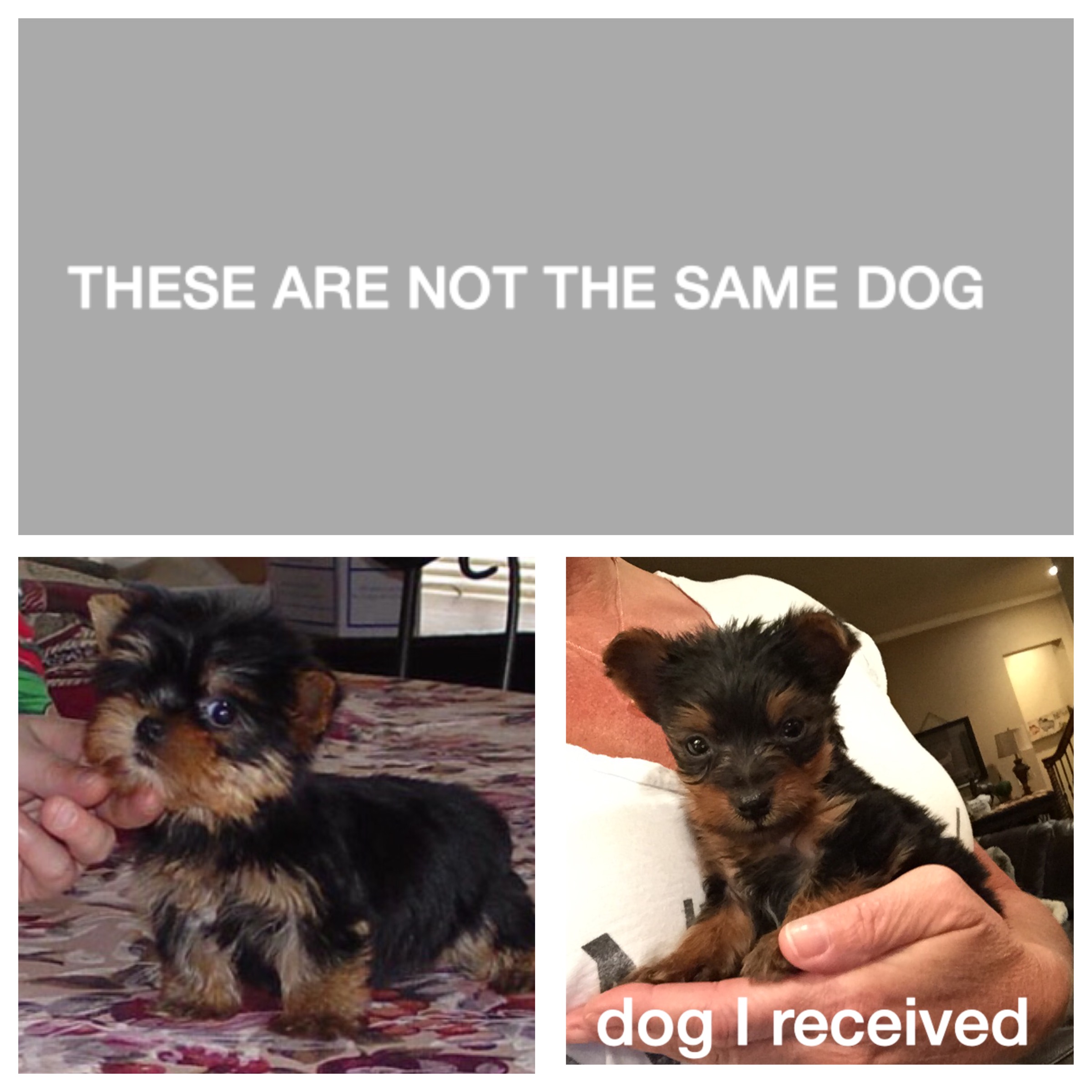 Sammy VS Dog I received