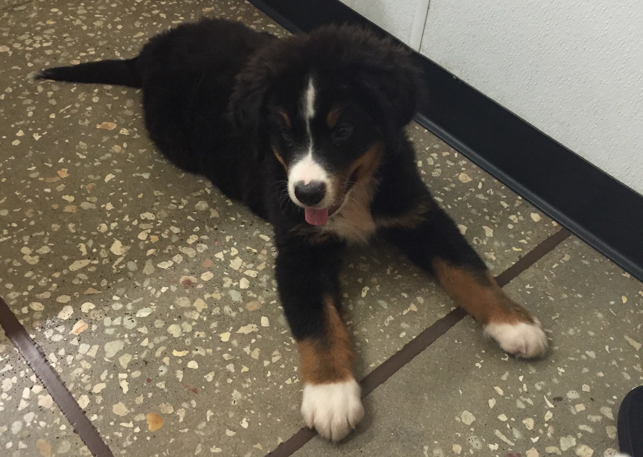 Harley in the play area at Petland of Largo. The crusted snot can be seen below his nose as brown patches. I had no idea that's what this was until I cleaned him.