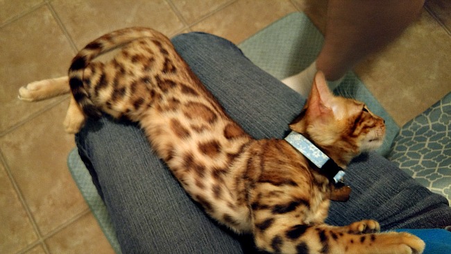 My little Lap Leopard...