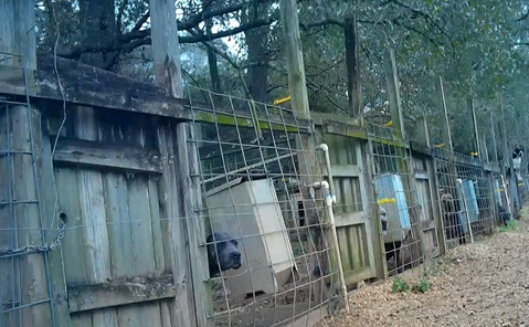 Cages do not have to be involved to be a puppy mill! The Cane Corsos and Great Dane living conditions
