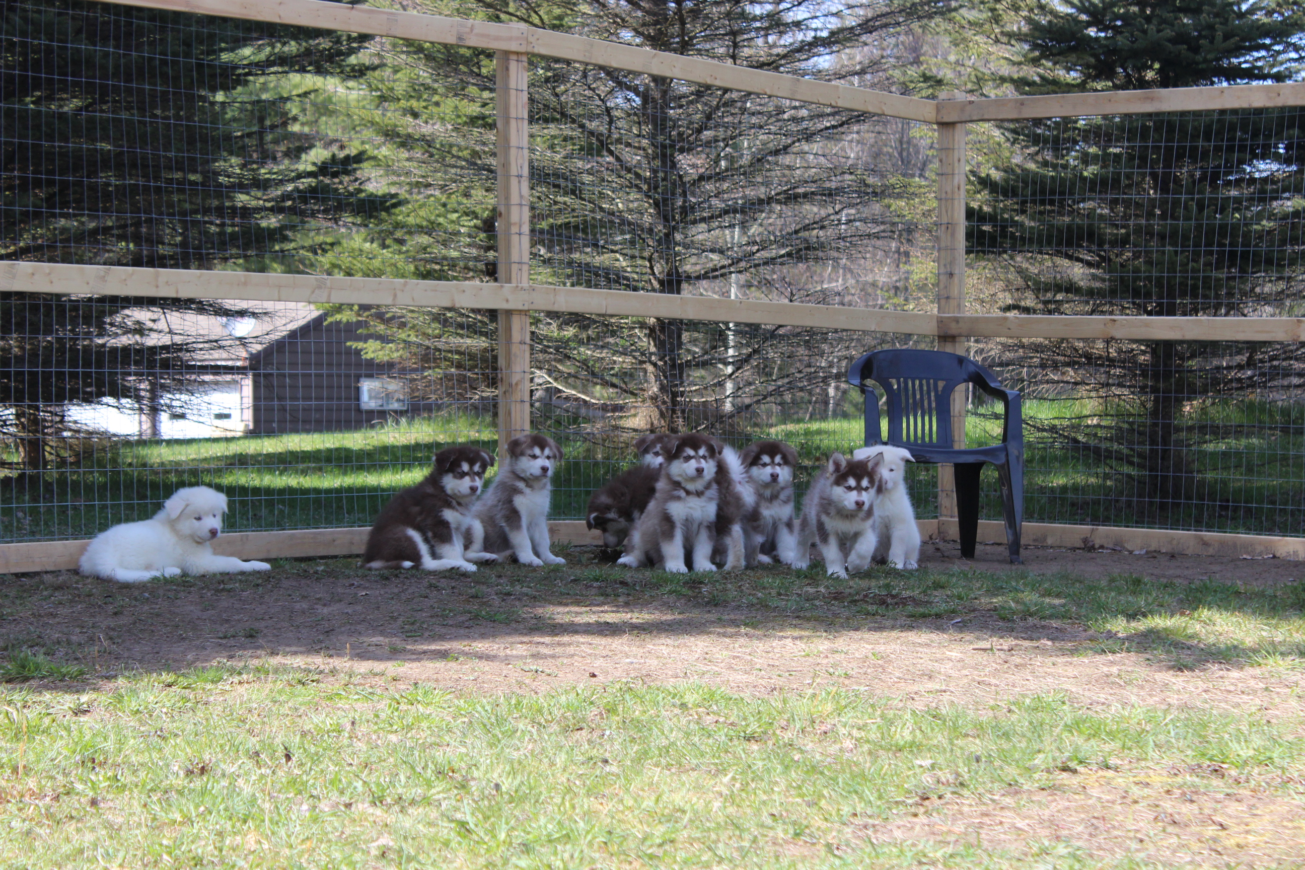 Pup's litter playing