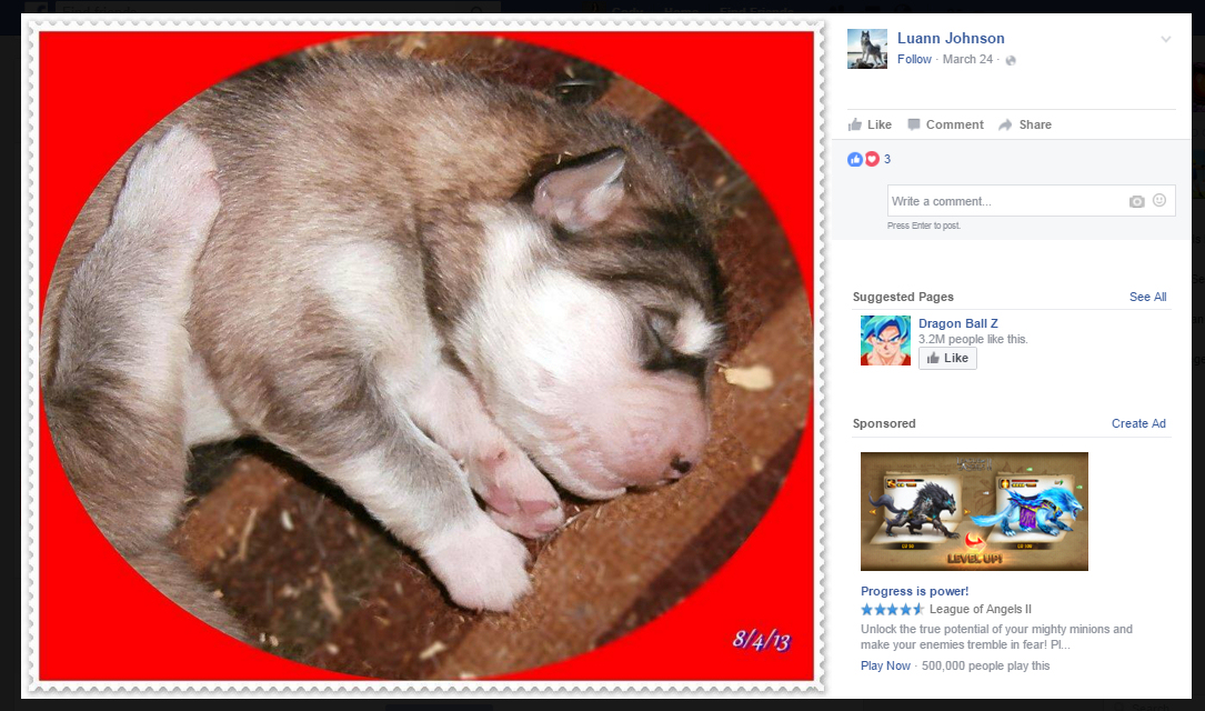 Pic from Luann's facebook showing Balto as a pup in the typical Enchanted Dreams puppy pic.
