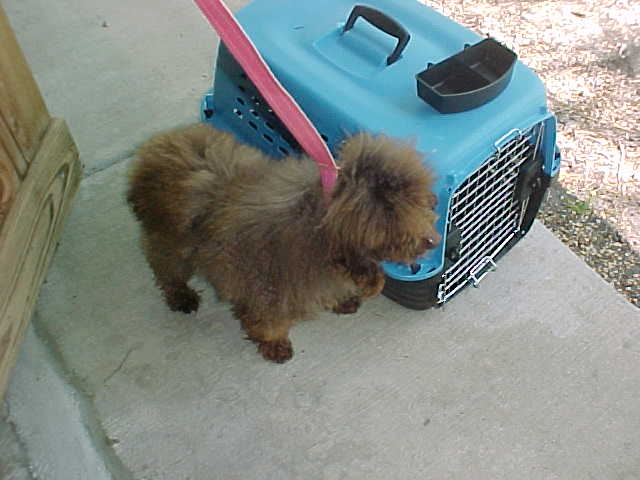 Had not been groomed for months and came back to me filthy and in a crate way too small for him and he could not even stand up!!!