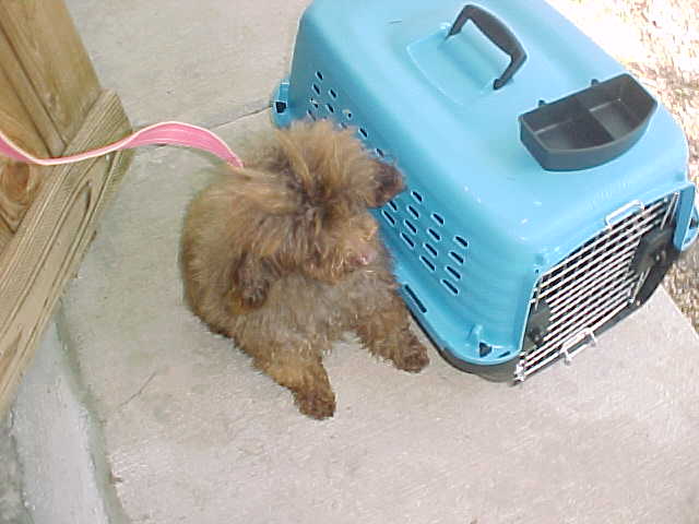 Hans could not even sit up in this crate and was simply crammed into it for his return to me!!!  He was so tired when he got home that he slept for almost 24 hours straight!!!