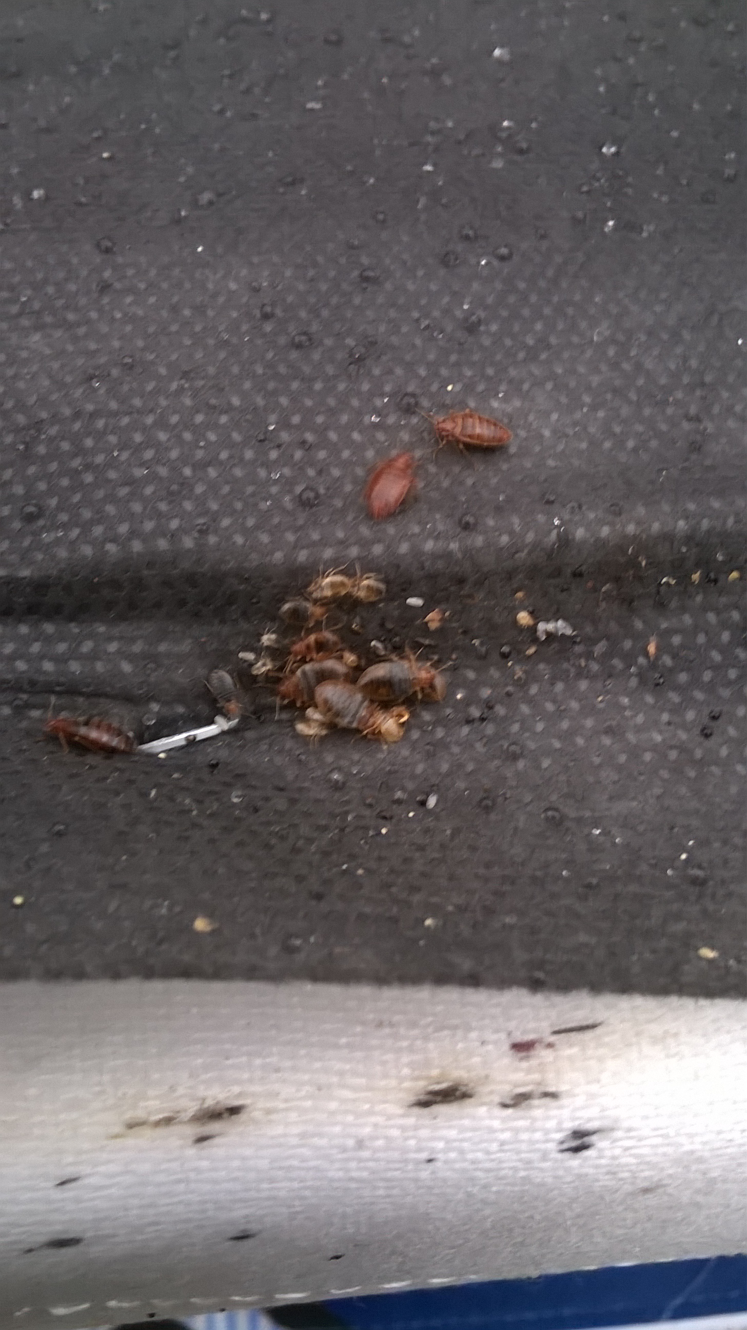 More bedbugs 