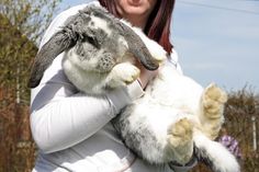 My holland lop