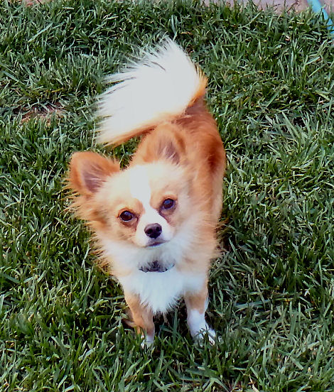 Kidd arrived in the Winter and this is a picture of him outside enjoying the sun and grass in my backyard. Relaxed, ears up and ready for a picture.