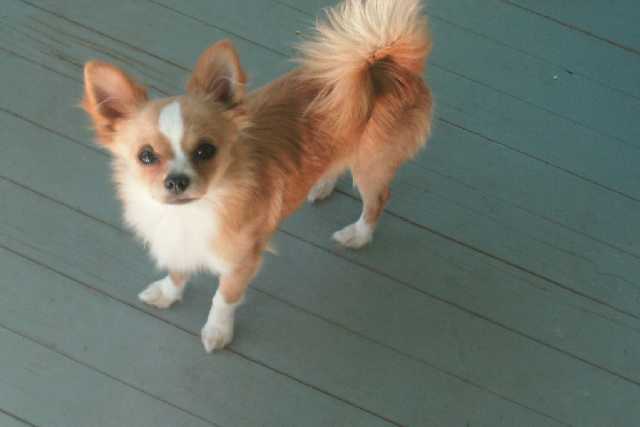 Kidd on my back deck.