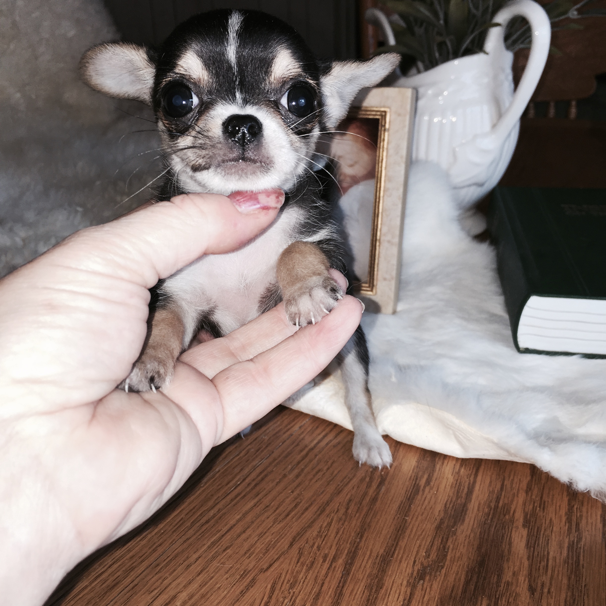 Quality  Applehead Chihuahuas Speak 
For Breeder 