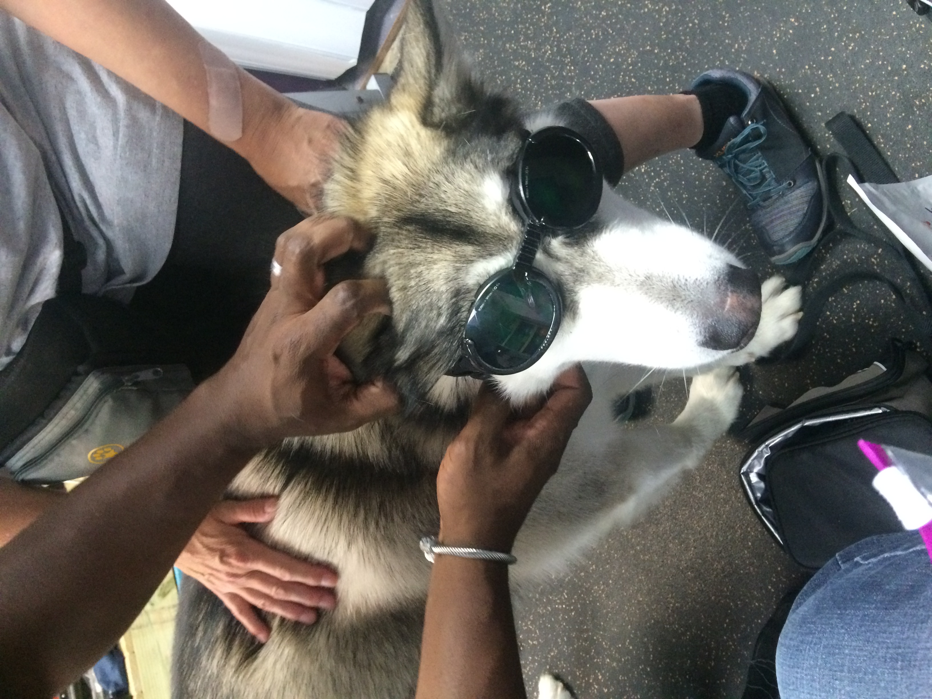 Balto getting laser therapy to relieve pain