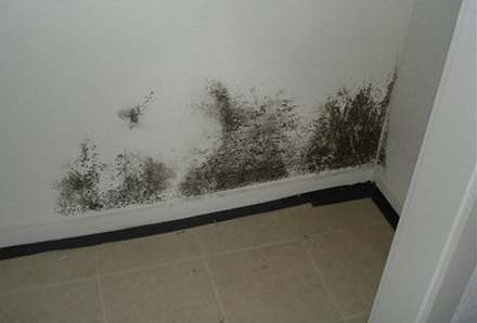 Mold forming behind walls yuck!