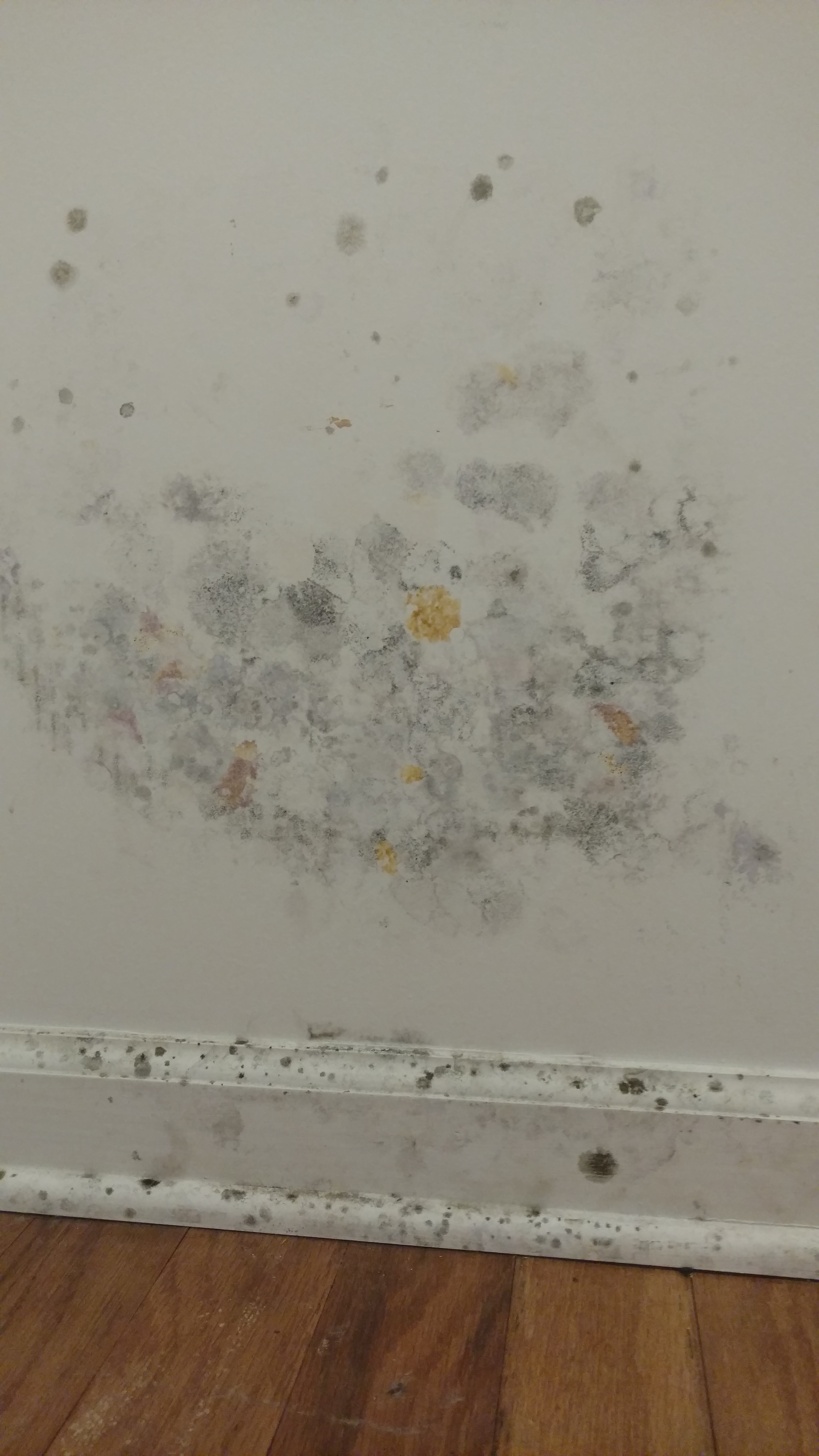 Mold on the wall in child's bedroom