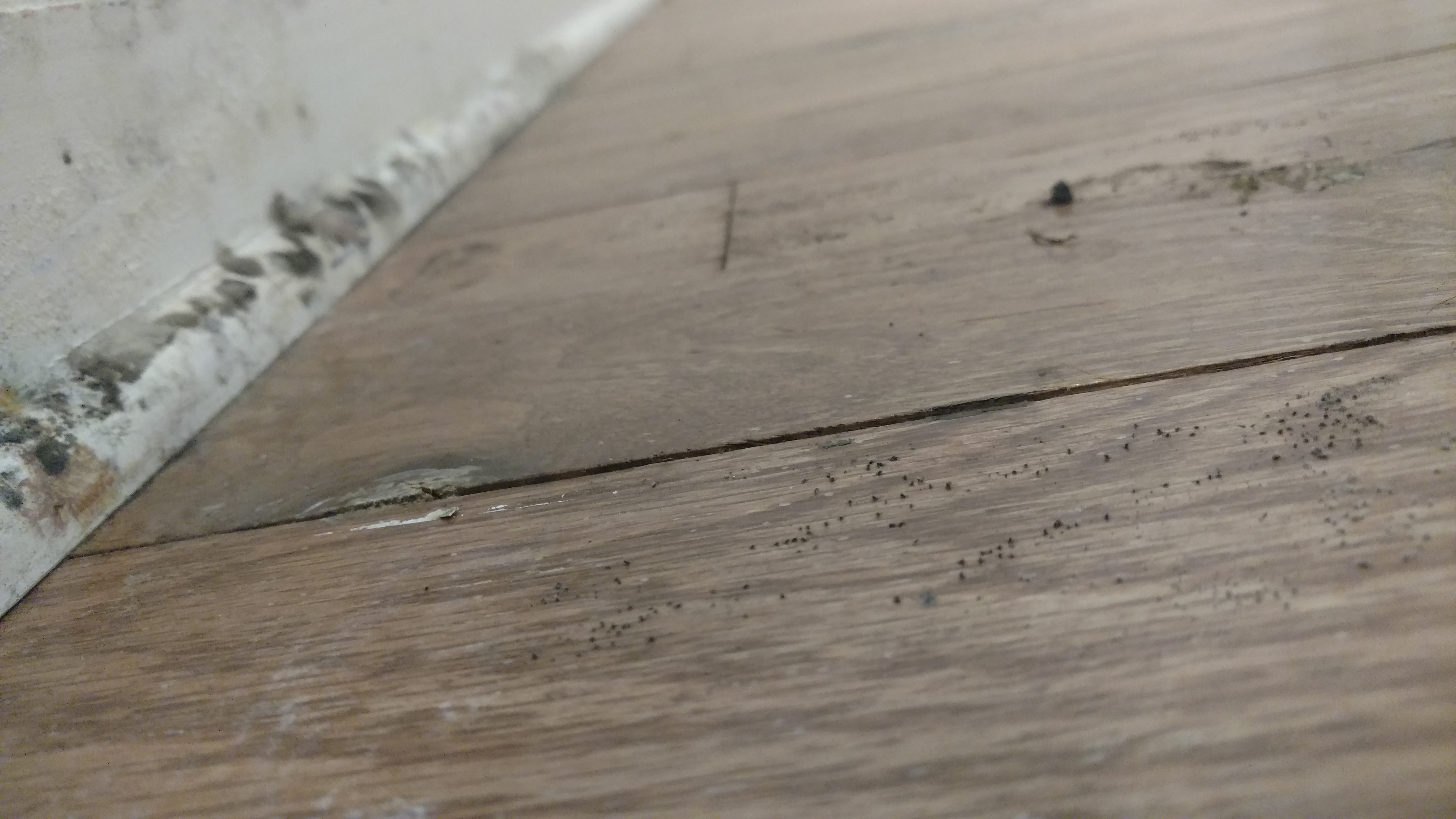 Buckled floors with mold in wood in child's room