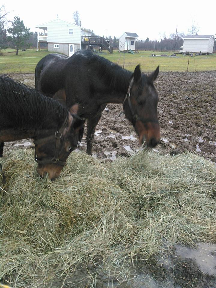 Check out the tiny mud paddocks there horses are forced to endure. What a great forever home (oh wait, its only for a week home as she will sell your horse)