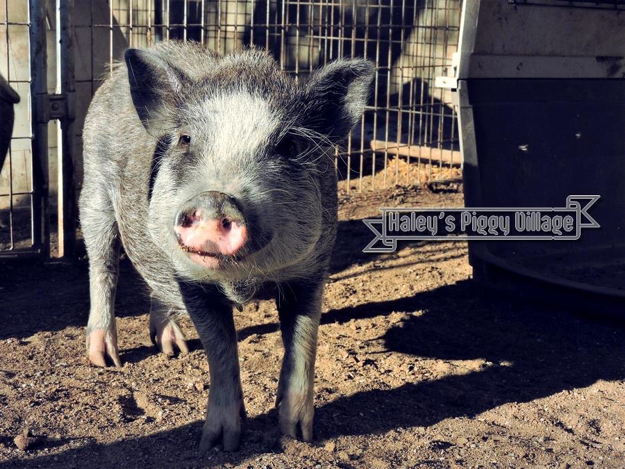 One of the happy, healthy pigs. 