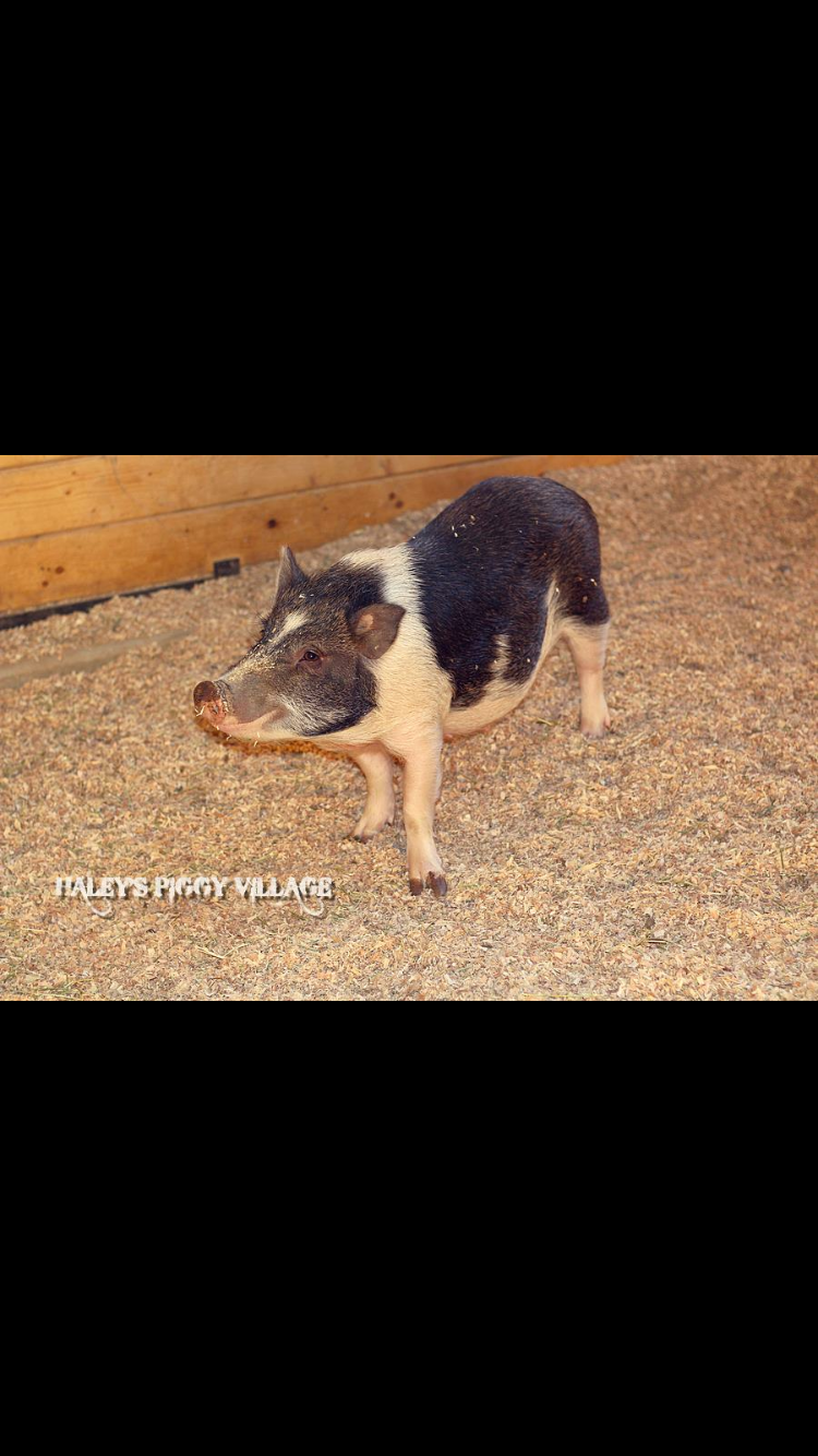 If you look close enough at this pigs front left foot it looks off and it's because it is the pig limped for months until it finally went away and it's not the first time it's happened  another pig ha