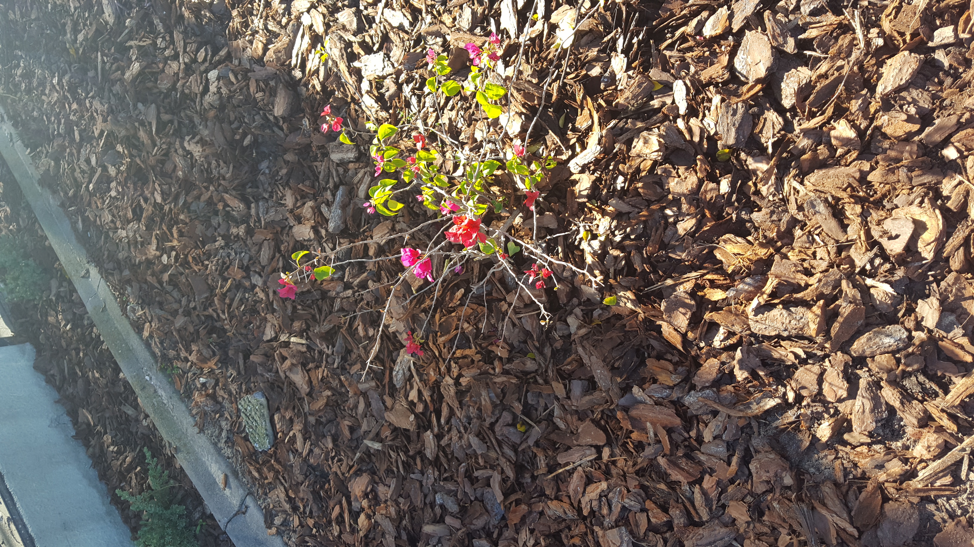 Typical quality of plants received, although this one is large by comparison.