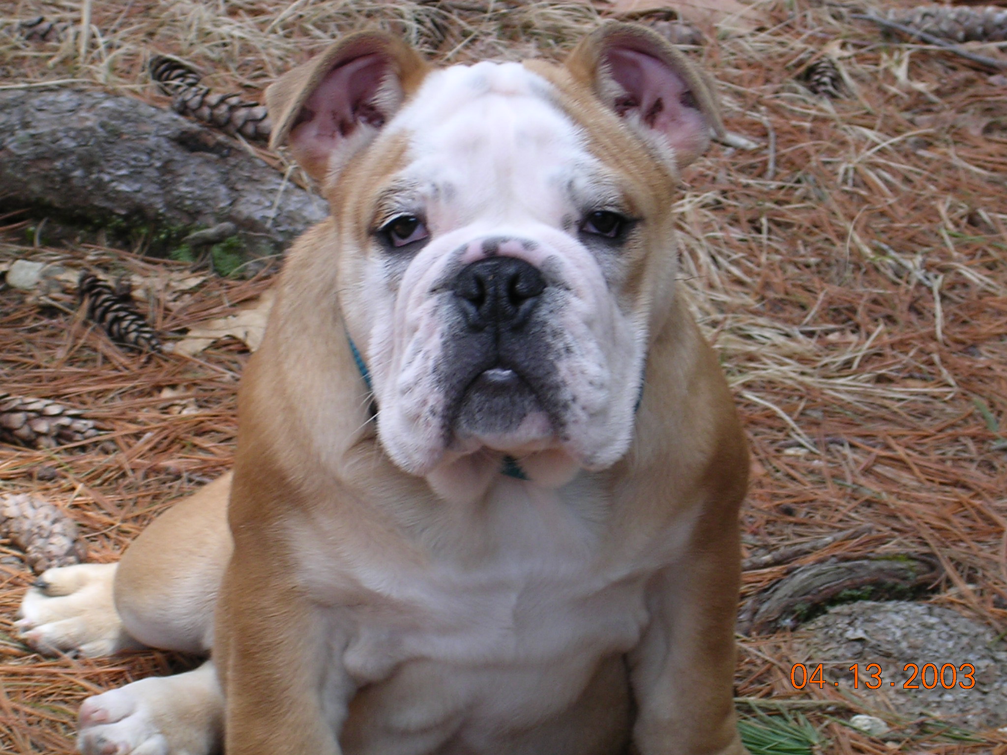 My bull dog purchased from Irina Deresh under Boston Kennels.  After spending $1600 to purchase, and vet bills of $3200, I had to put her down at 6 months old due to bad breeding.