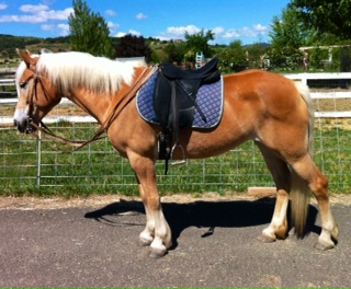 Why couldn't my Haflinger gain weight?