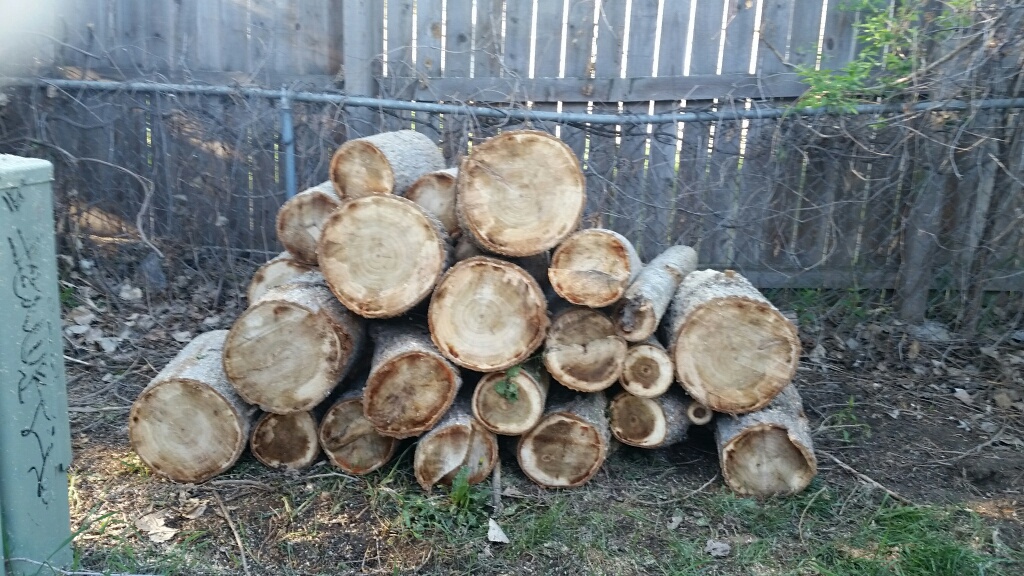 wood pile and bush