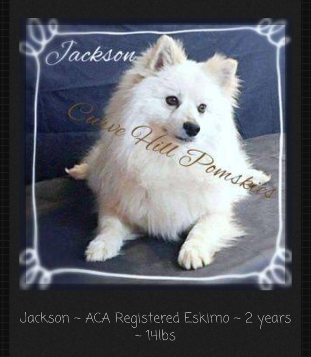 Jackson- from my website.  Maybe you should speak to TC Pomskies about what you were told. Since she is the one that lied to you?  Just a thought. 