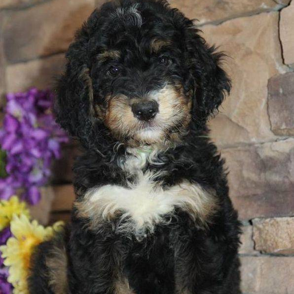 This is the puppy we were going to purchase.  Turns out this image is from another breeder's website and not available for sale by berny-ne.