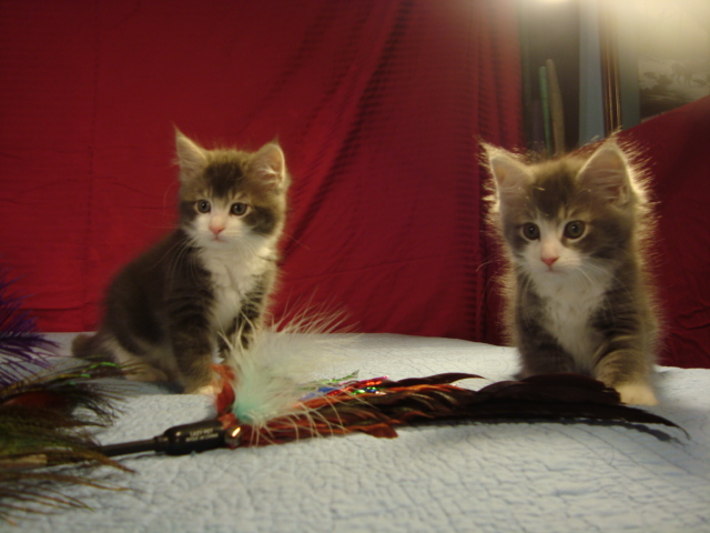 Kellys kittens CFA Reg. Twins