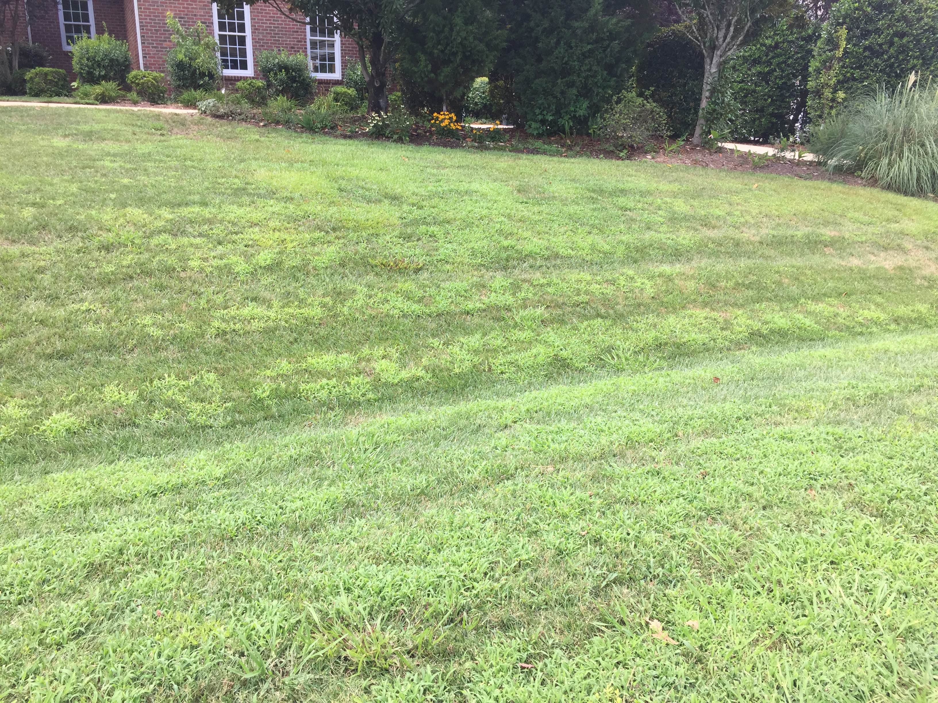 front yard after $2000 spent on service, 2 years of pleasant green grass service