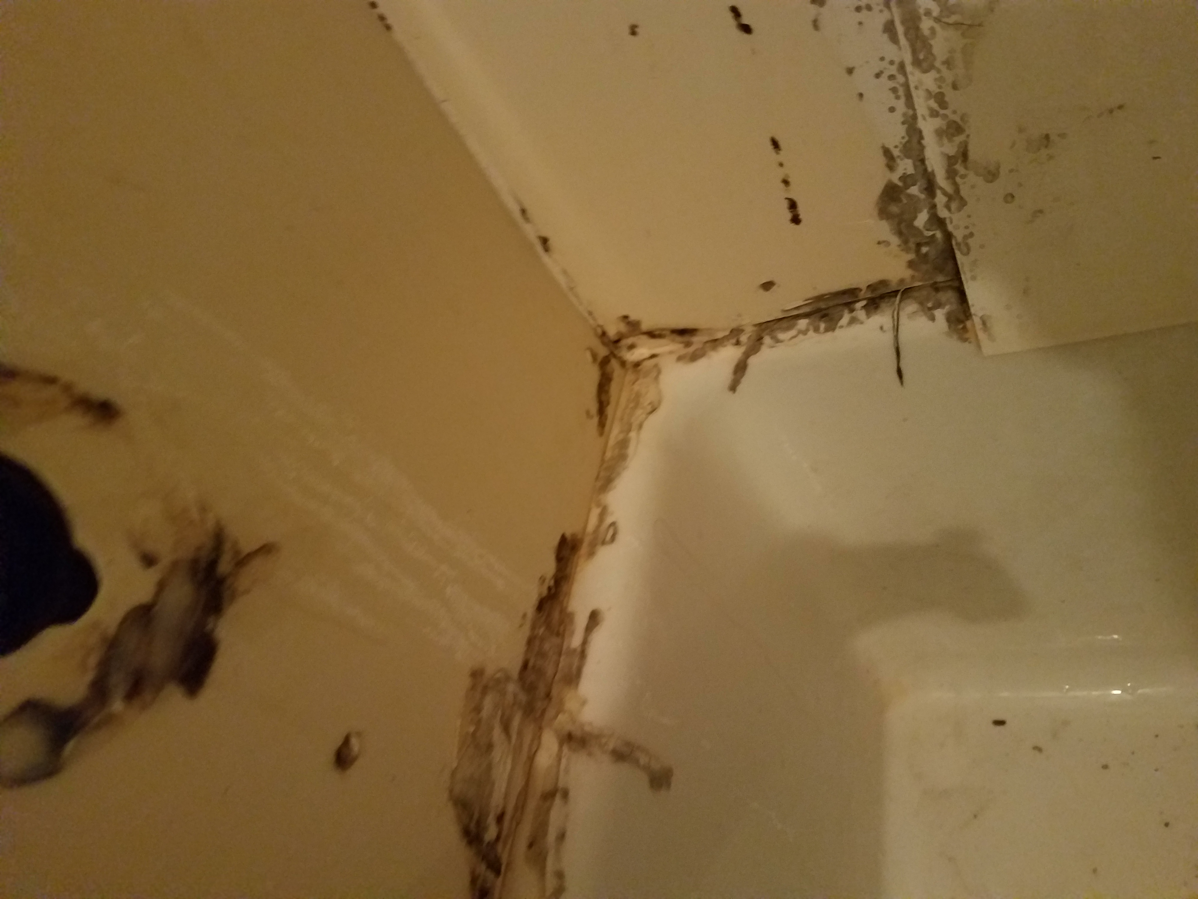 All the mold in the bathroom 