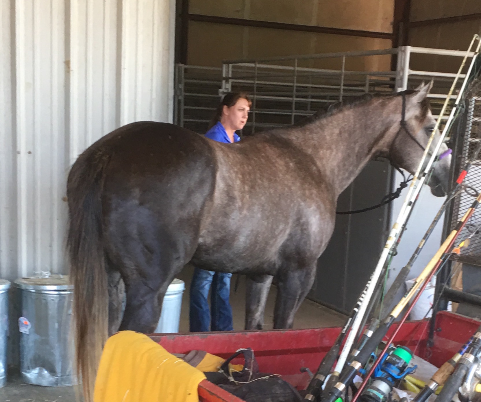 This was our horse the day we dropped him off at ZAAL - that's Jennifer the trainer/owner leading him into a stall 