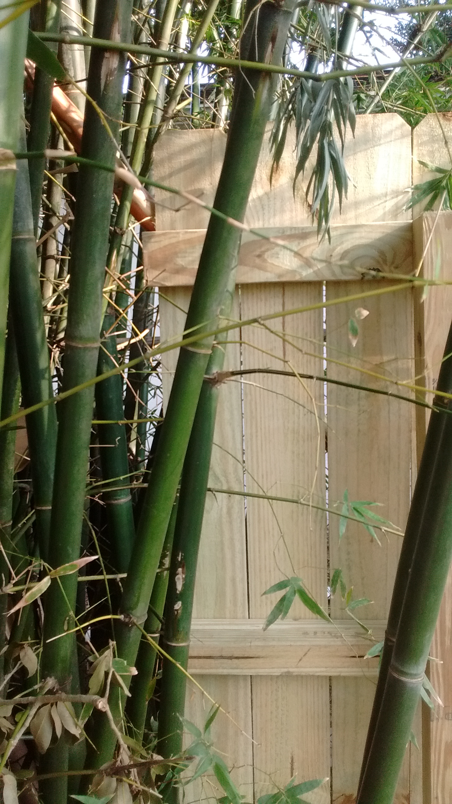 I have a huge bamboo tree. I tried to tell the crew to cut as many stalks as necessary so they could fit the fence in between me and my neighbor. However, because no one understood English, they only 