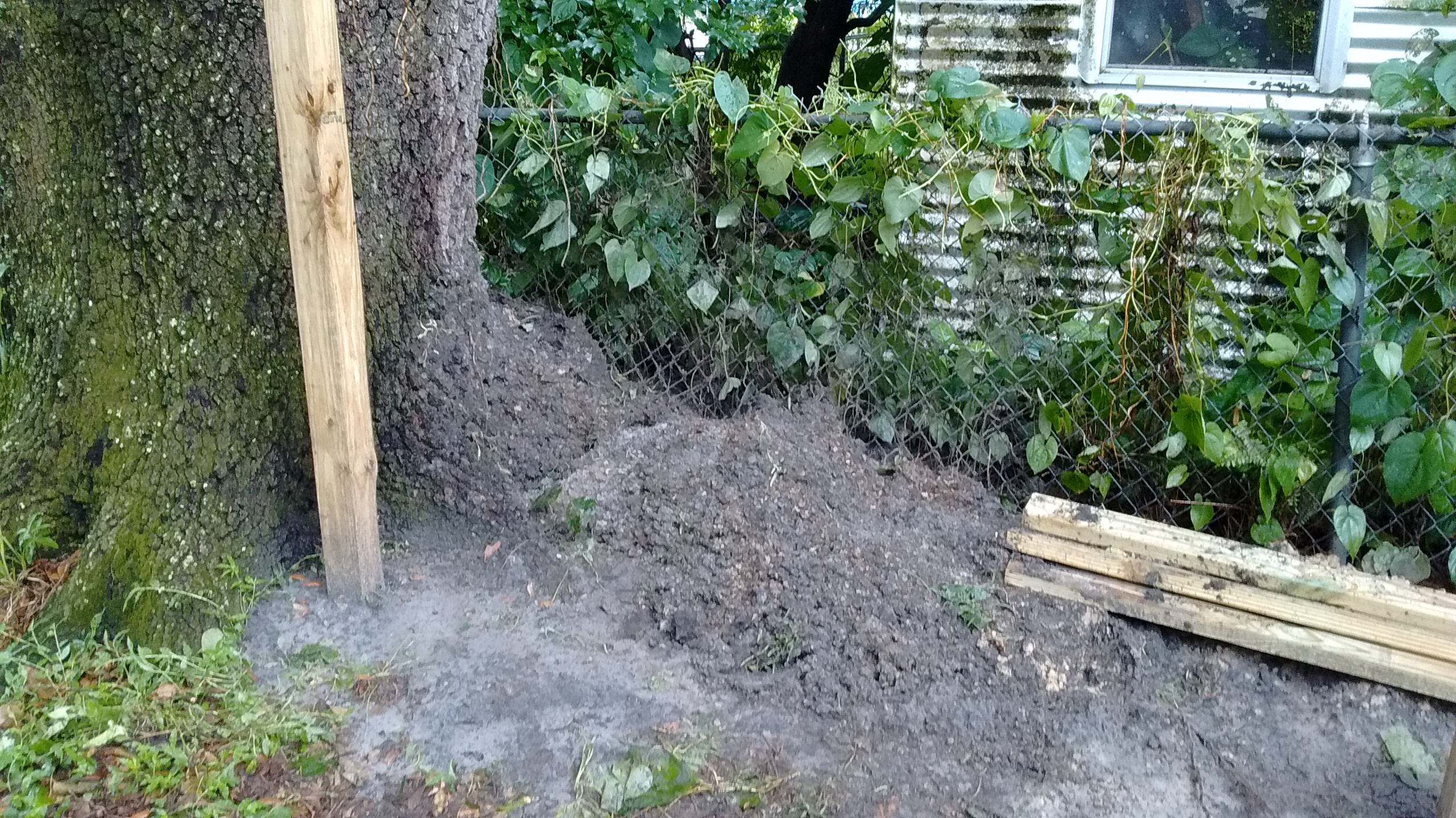 This is one of my trees. The crew installed this post really far from my neighbor's fence line and they didn't have to do this. They installed a straight fence instead of the contour fence I ordered.